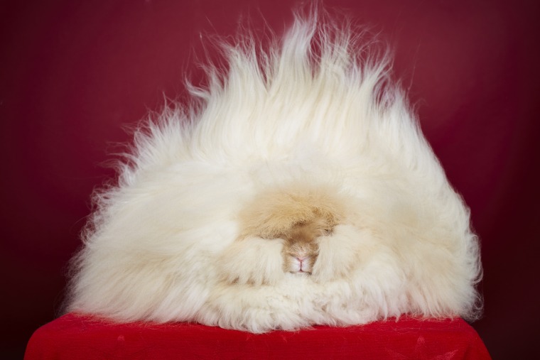 Franchesca - Longest Fur On A Rabbit
Guinness World Records 2015
Photo Credit: James Ellerker/Guinness World Records
Also Pictured: Owner Betty Chu